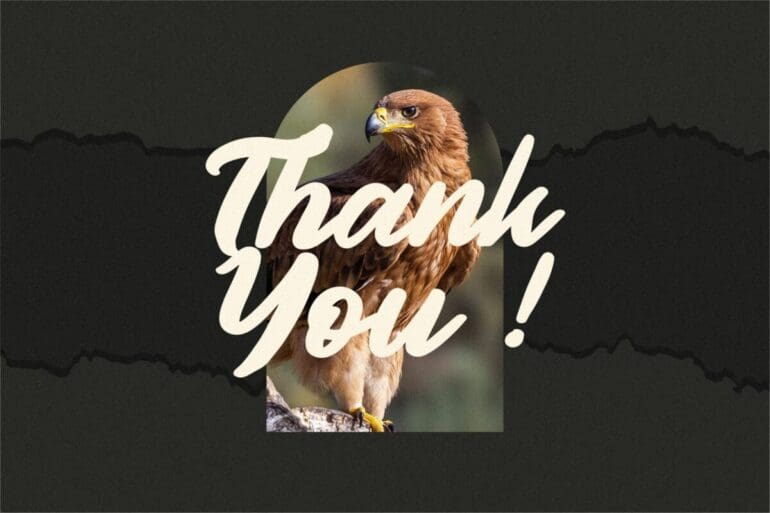 Authentic Calisttera Script Font 4